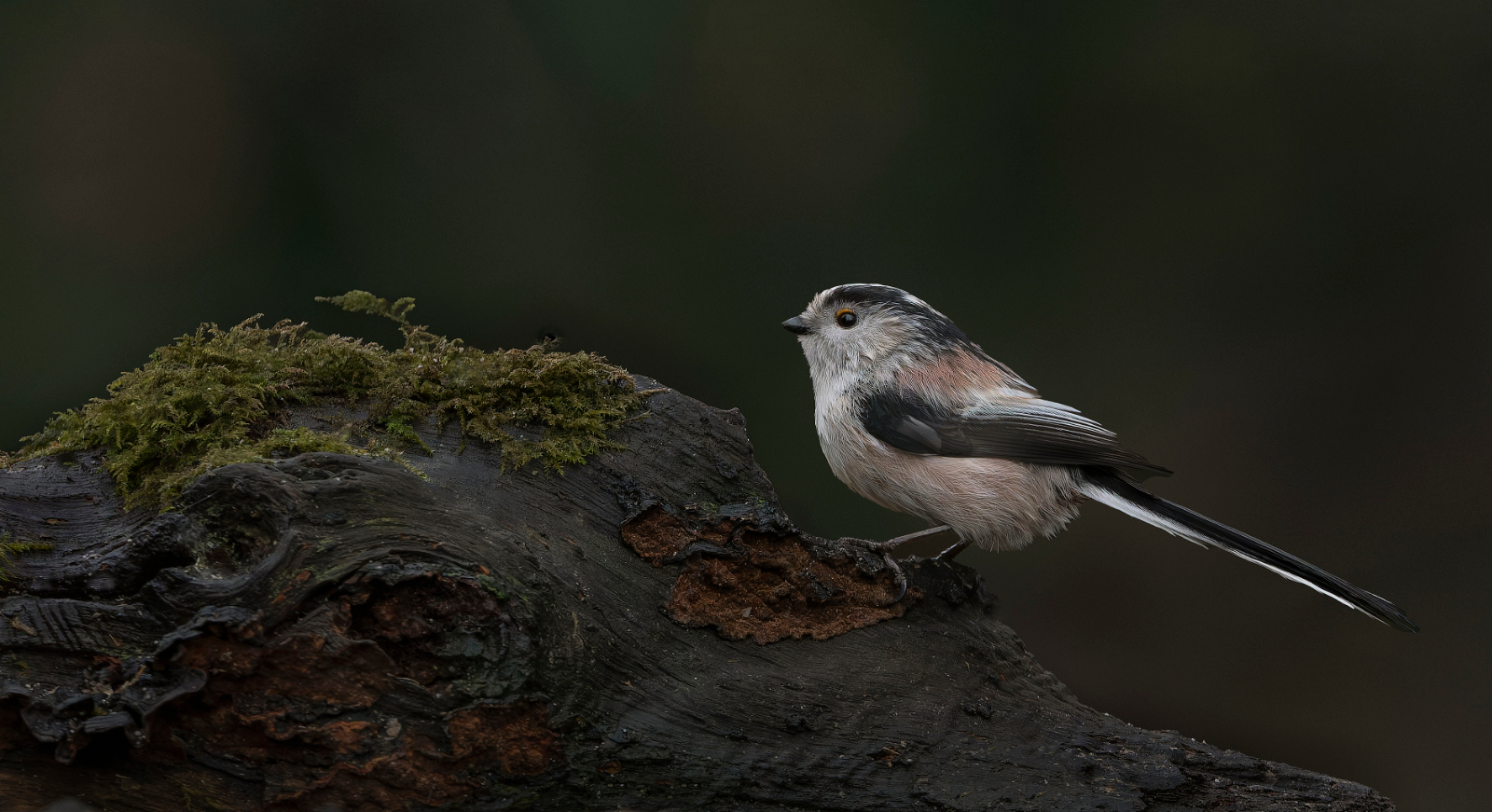 A LONG TAILED TIT MIMICKING NATURE